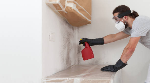 Professional Attic Mold Removal technician working in Iselin, NJ
