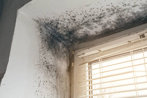 Trusted Attic Mold Removal service in Iselin, NJ - Cheap Mold Removal